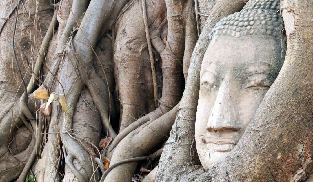 Buddha head in tree roots