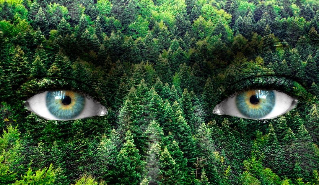 Trees have eyes