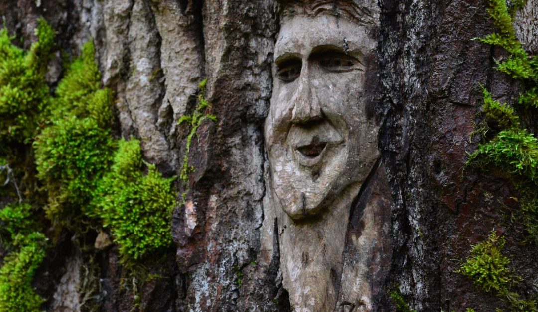 The man in the tree