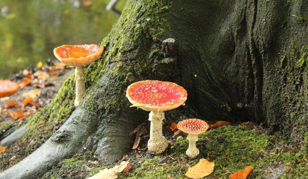 red mushrooms with dots