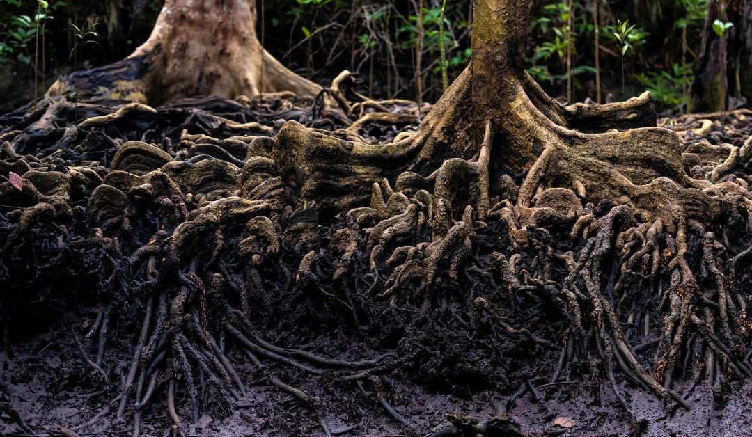 entanglement