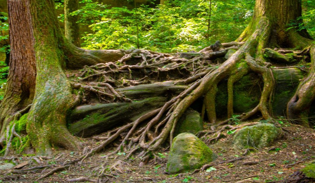 entangled tree roots