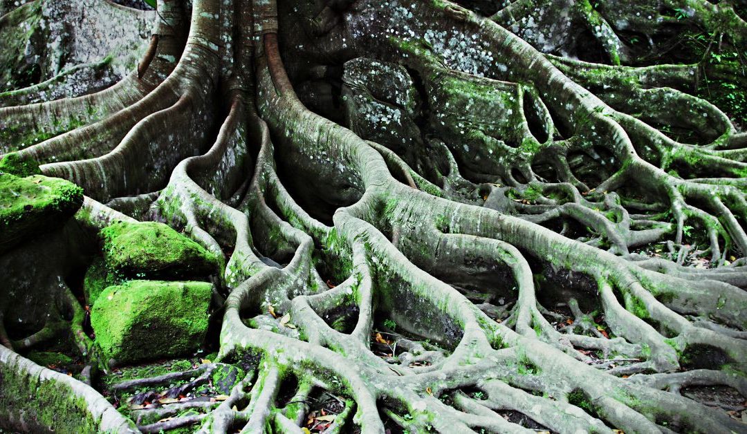 mossy tree roots
