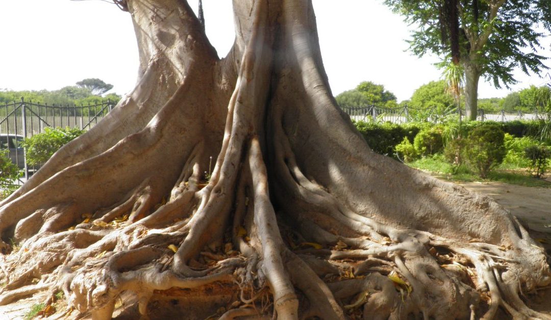 splitting tree